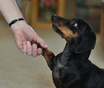 Dog who hates getting his paws touched Dog who hates getting his paws touched